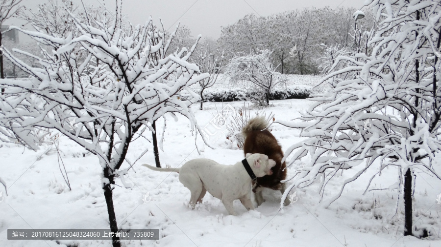 雪地狗狗