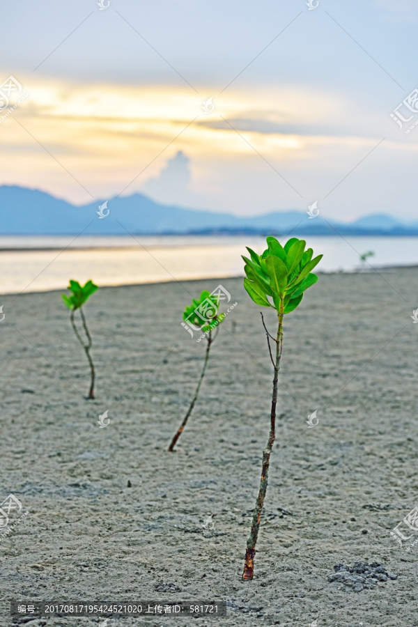 红树,种植红树林