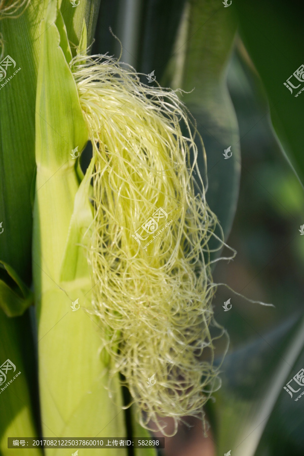 玉米线