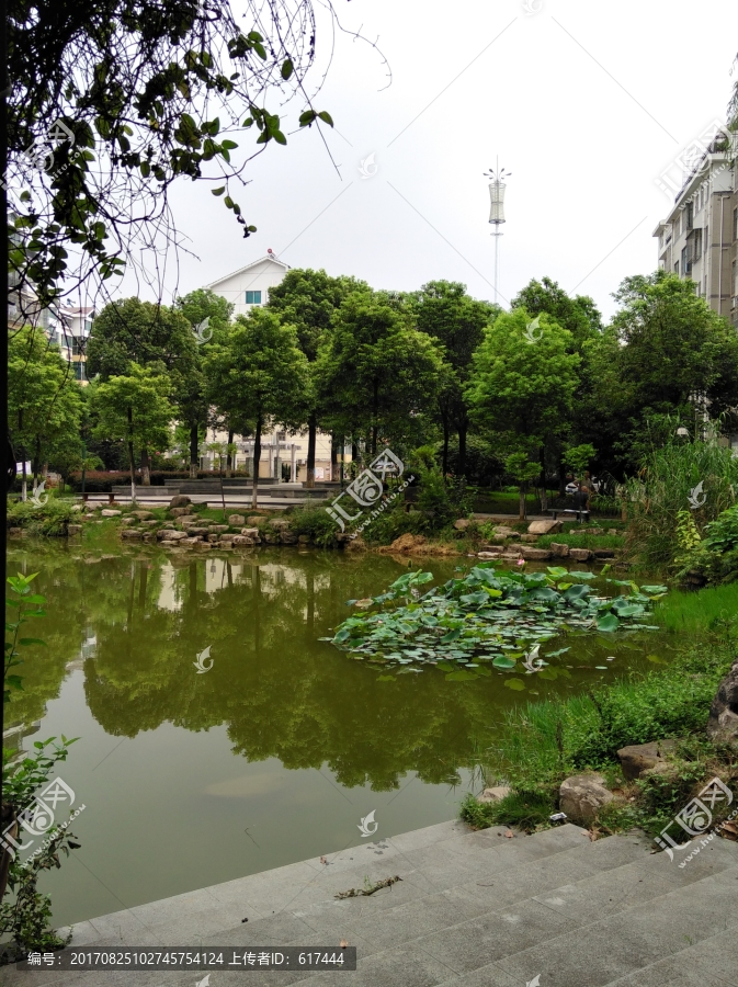 小区绿化,池塘