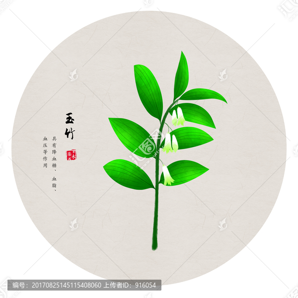 玉竹,手繪玉竹
