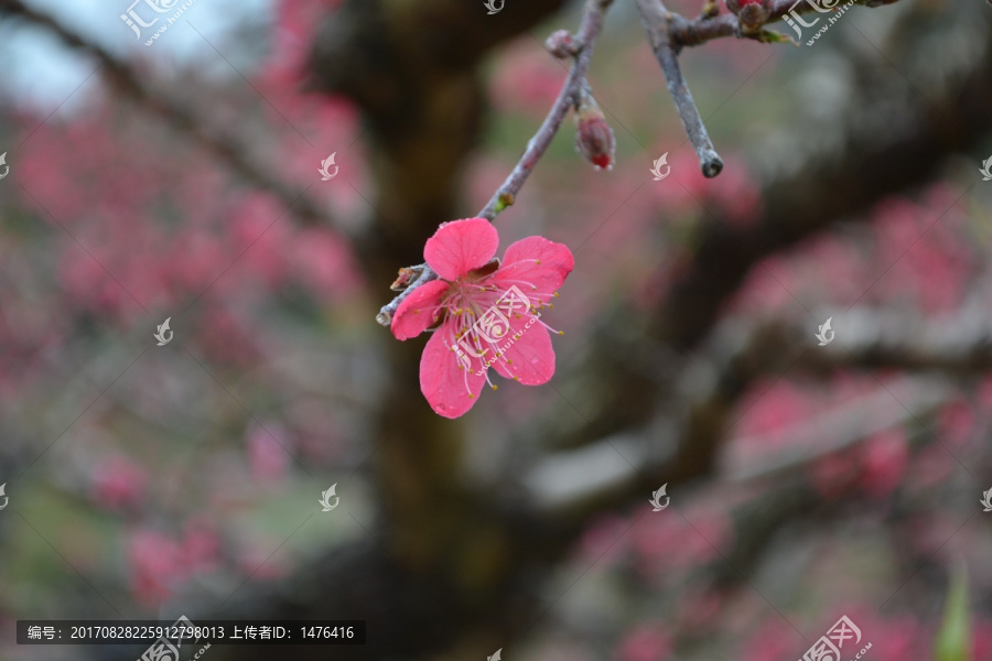 桃花