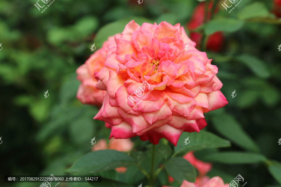 粉紅的月季花