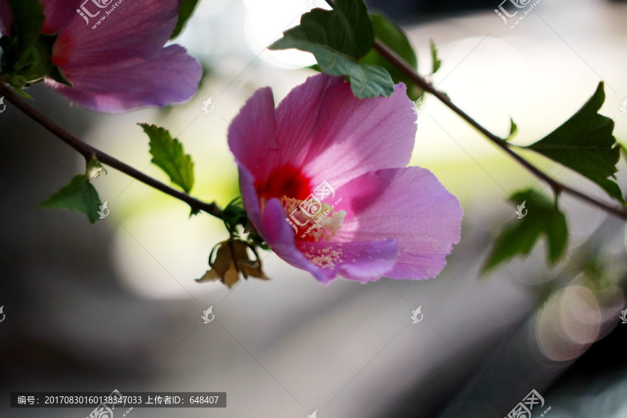 唯美,花,花蕾,花苞,花萼,静