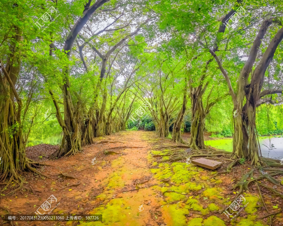 森林小路