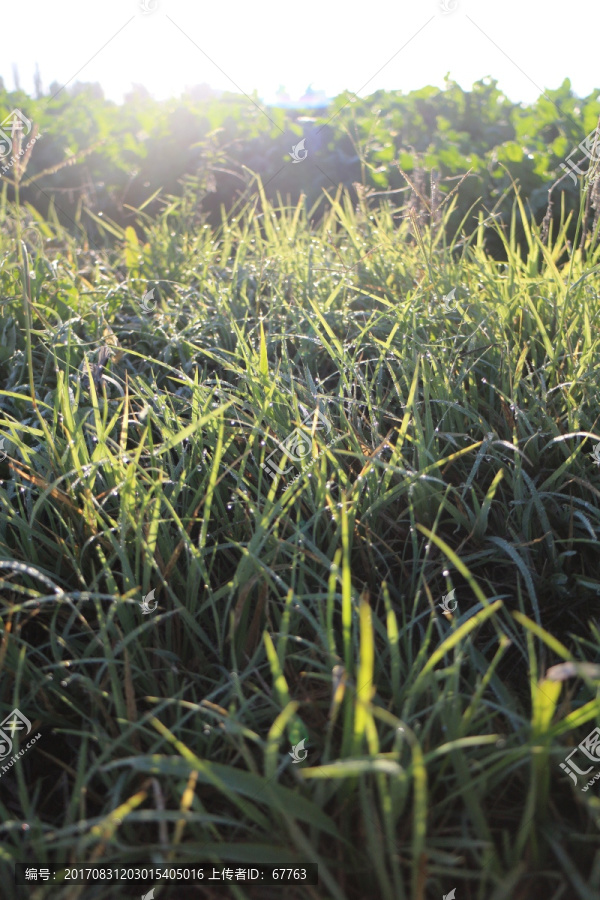 晨露,野草