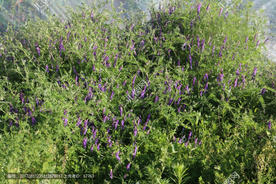 紫花野草