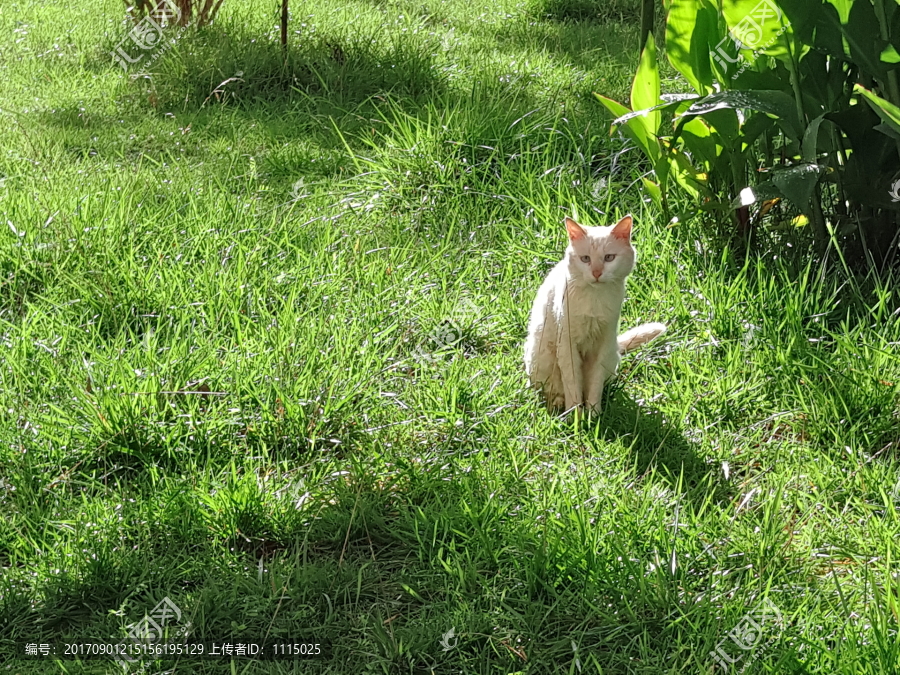 草地上的白猫