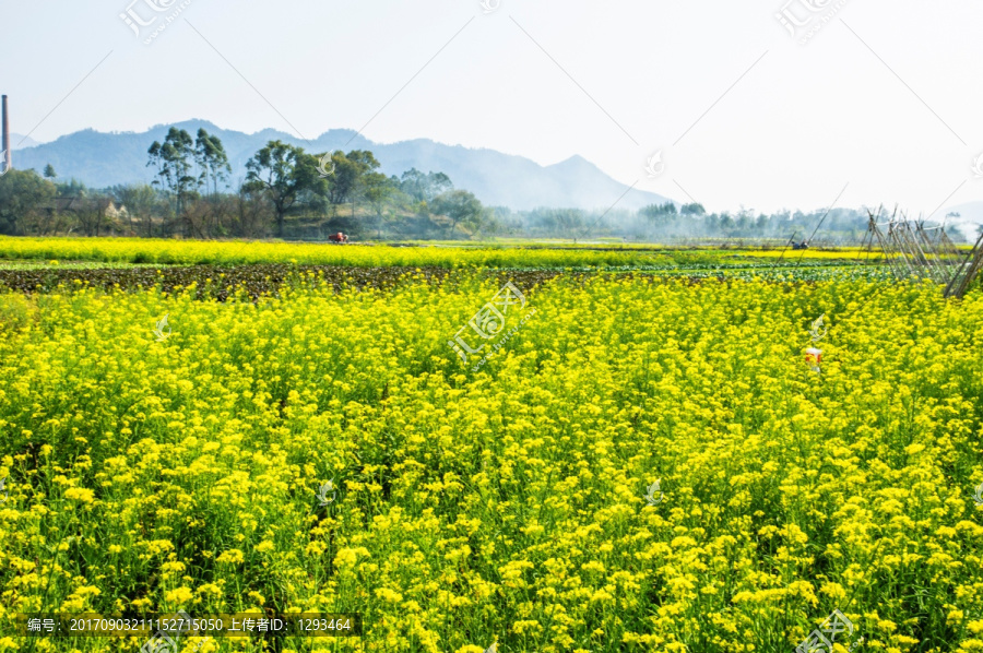 油菜花