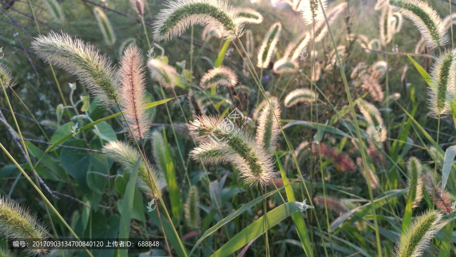 狗尾巴草