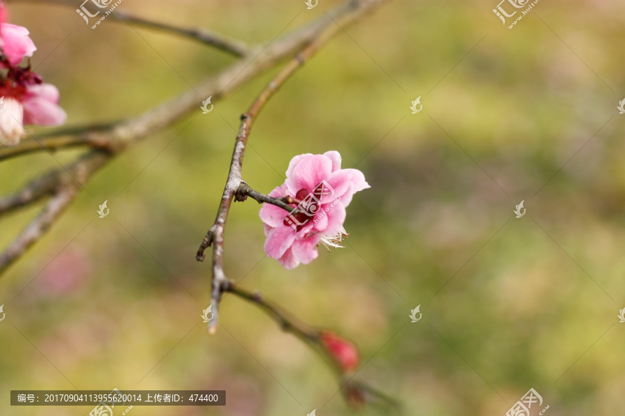 梅花