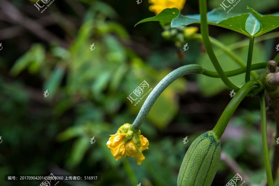 丝瓜,蔬菜,丝瓜藤,丝瓜络,生