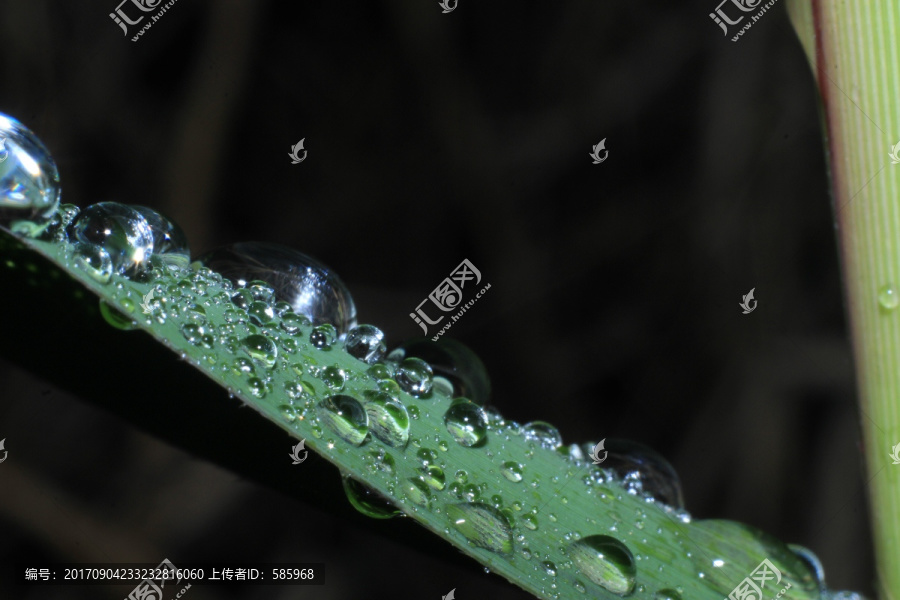 草上的水珠露珠