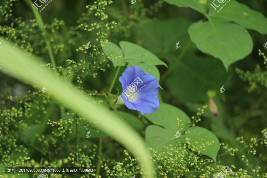 牵牛花,喇叭花,旋花科,藤类植