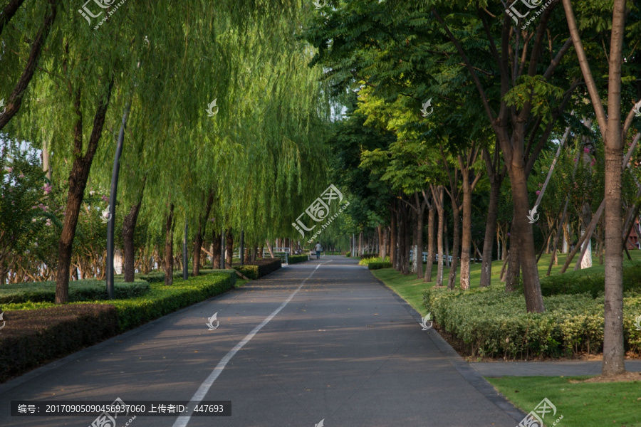 林荫跑道