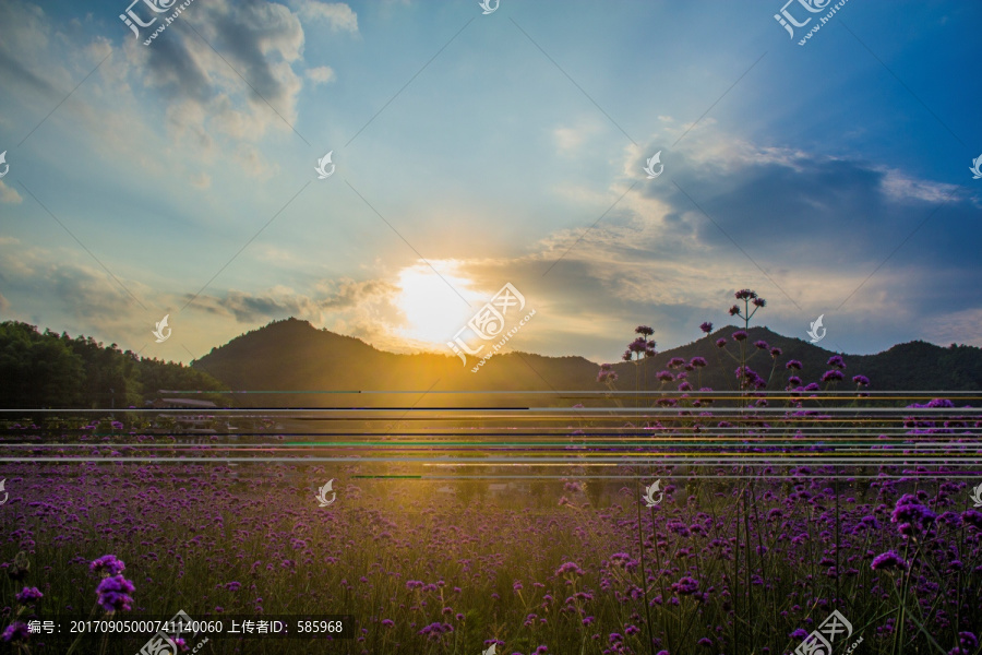 夕阳逆光下的紫色马鞭草花海