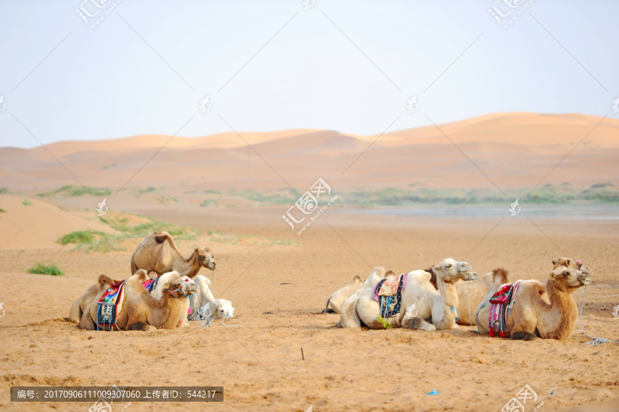 沙漠中休闲的骆驼队