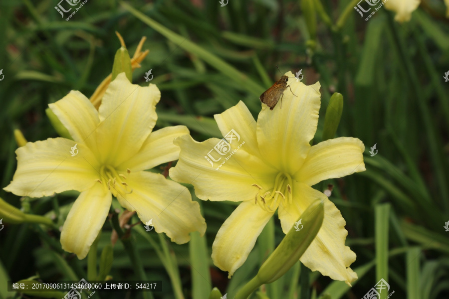 淡黄的百合花花朵