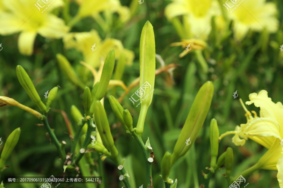 百合花花苞