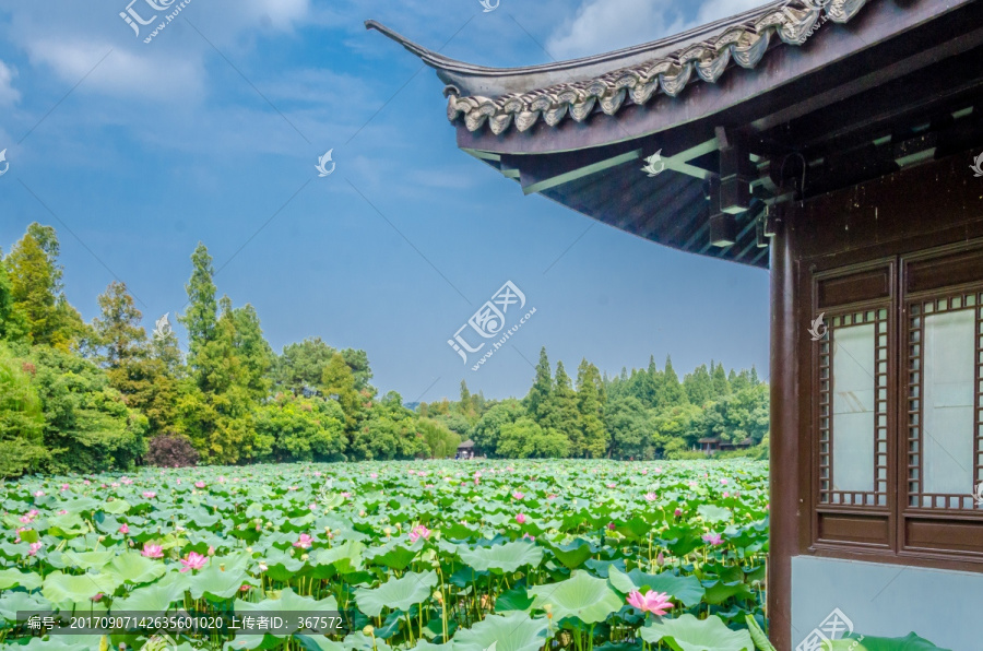 杭州曲院风荷,西湖荷花