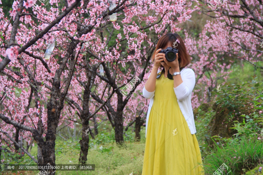 美女摄影师拍桃花