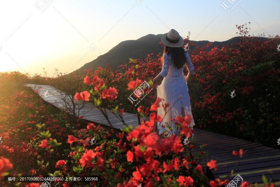 大围山杜鹃花海