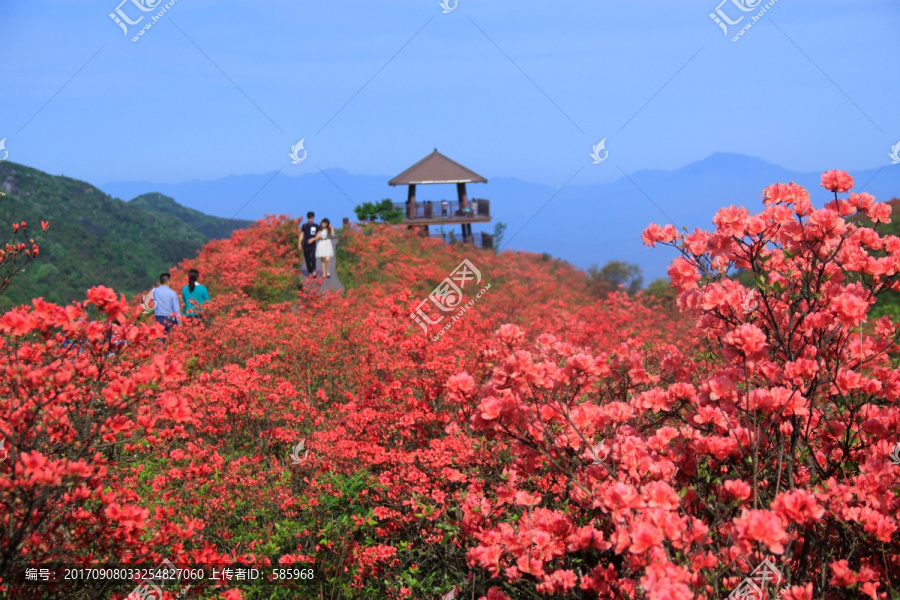 大围山杜鹃花海