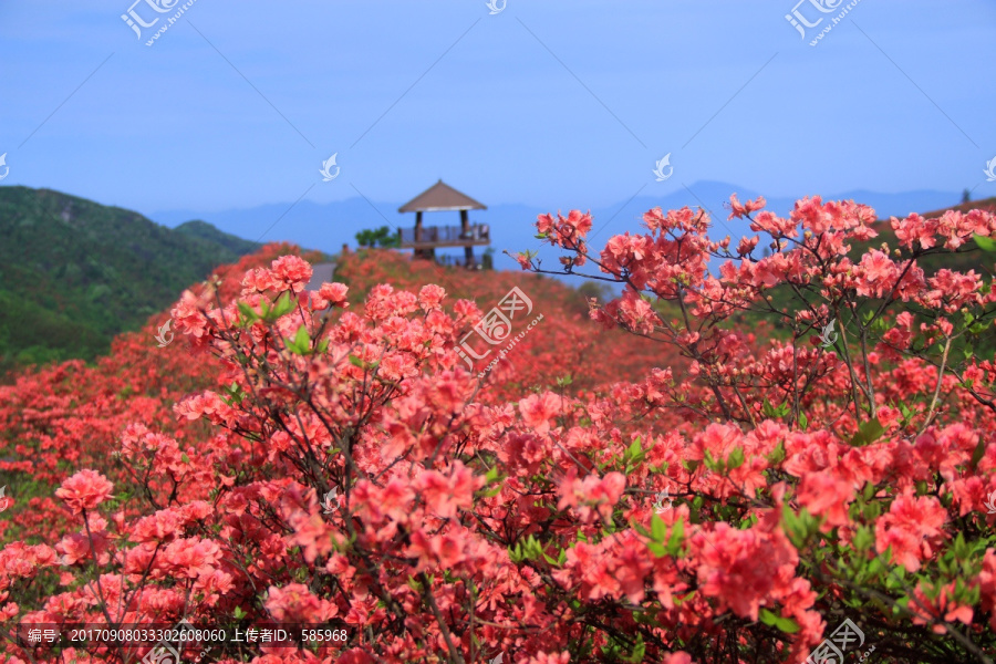 大围山杜鹃花海