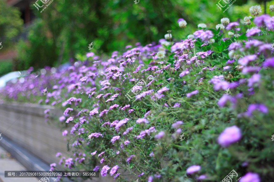 香水草花