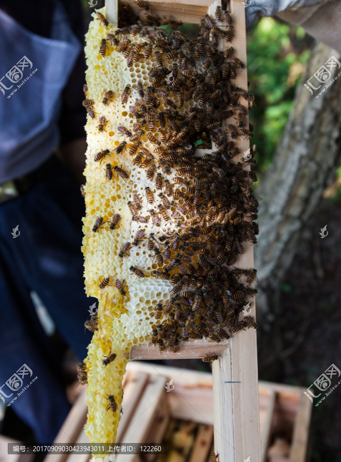 蜂巢蜜,蜜蜂