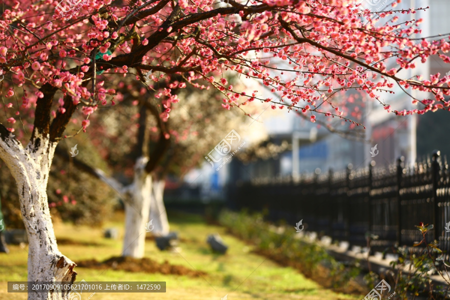 都市梅香