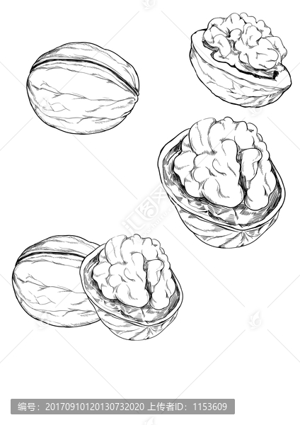 核桃線(xiàn)稿