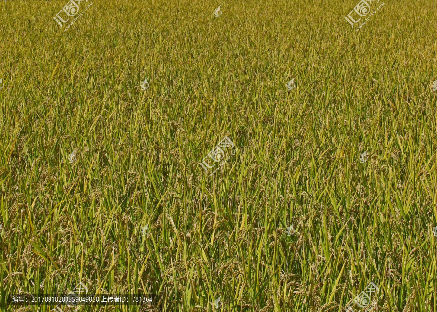 丰收,水稻成熟