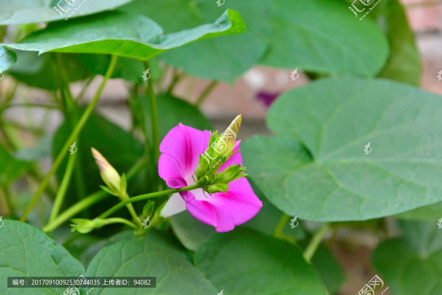 牵牛花