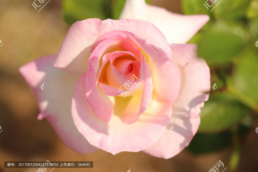 粉红玫瑰,月季花