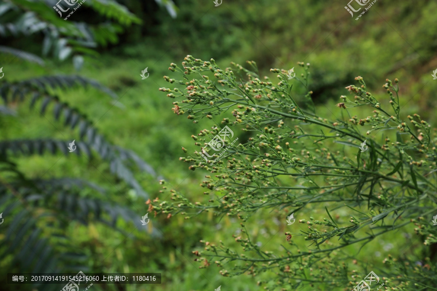 青草