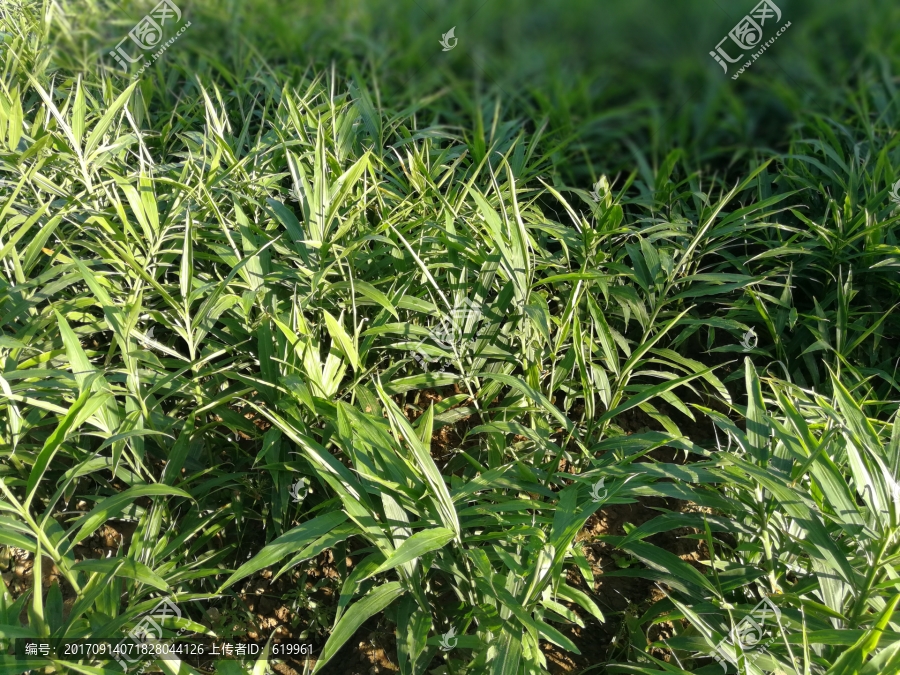 大姜種植