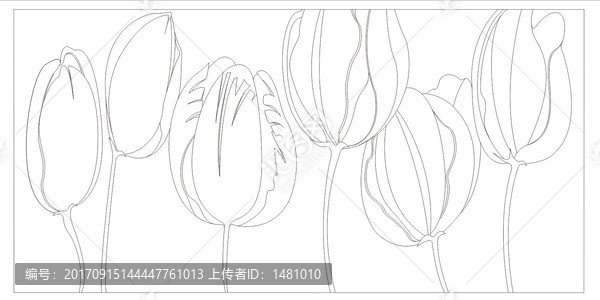 郁金香五花圖線稿