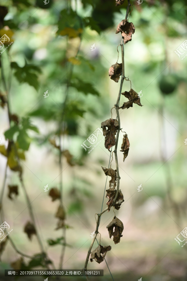 瓜篓,药瓜,野瓜,吊瓜,野葫芦