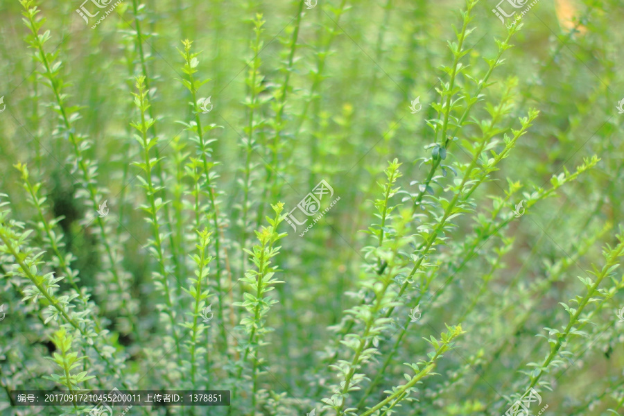 植物背景