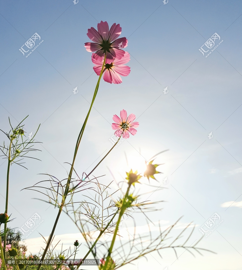 阳光下的格桑花