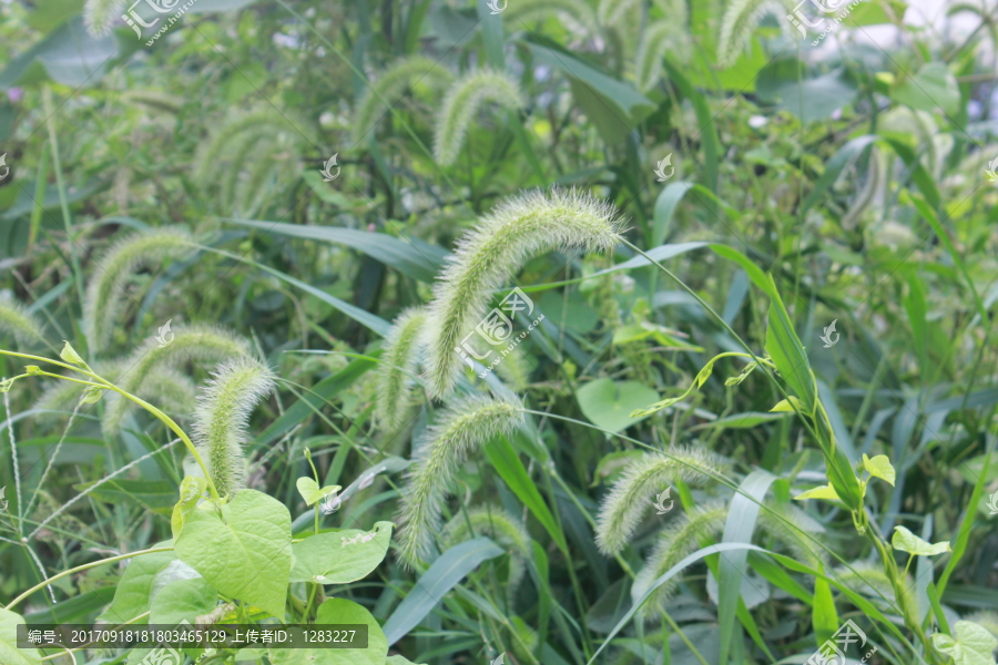 狗尾巴草