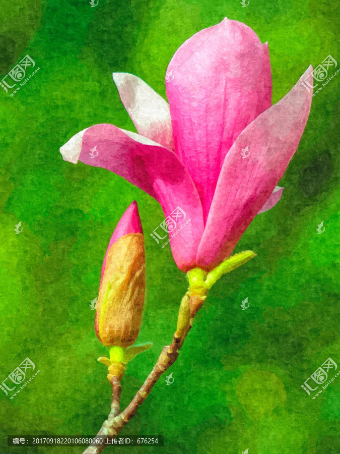 玉蘭花油畫(huà)