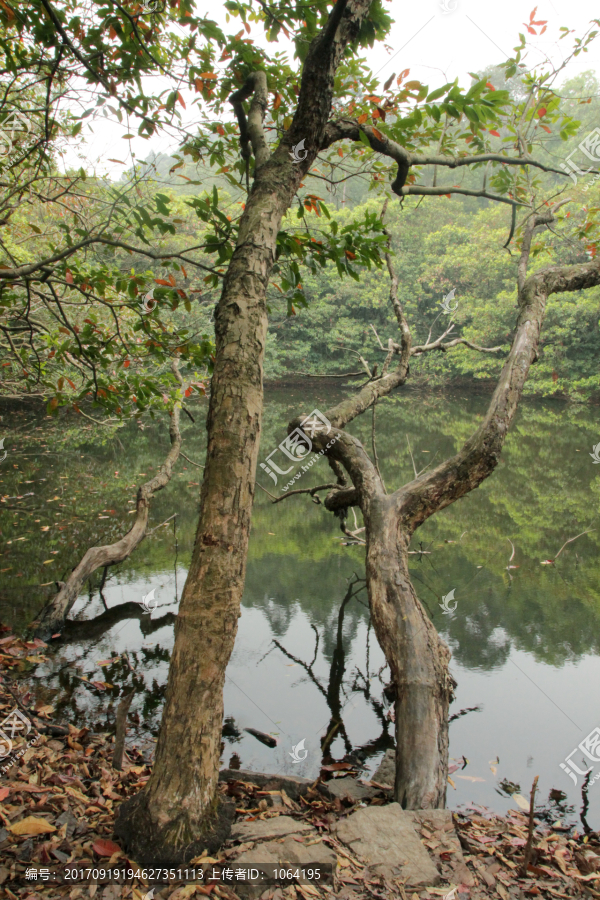 树林中的湖水