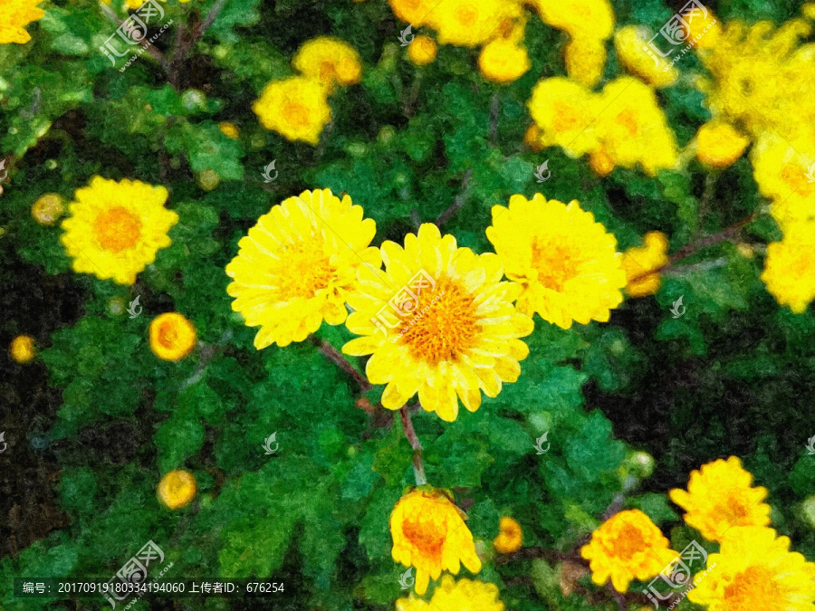 小雛菊油畫