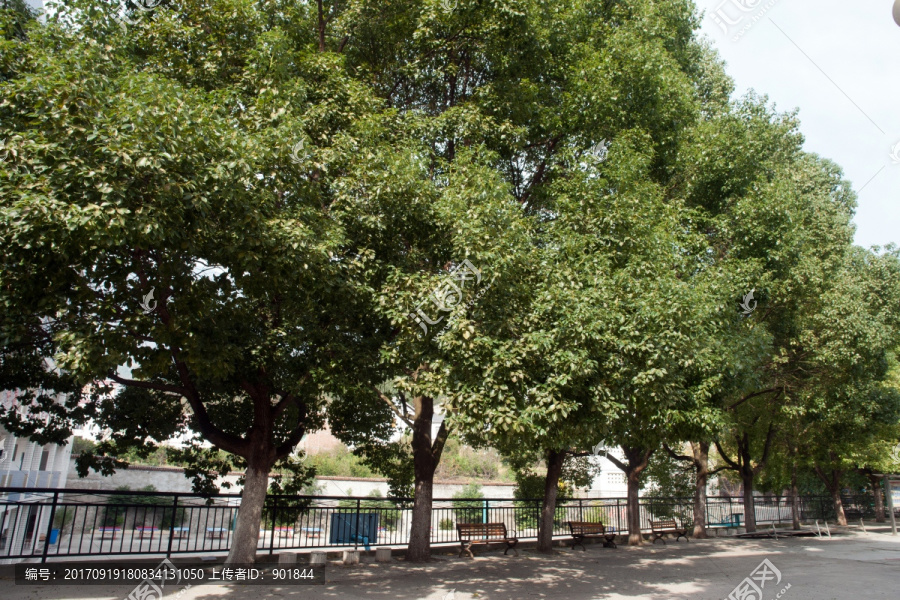 校园里成排的香樟树