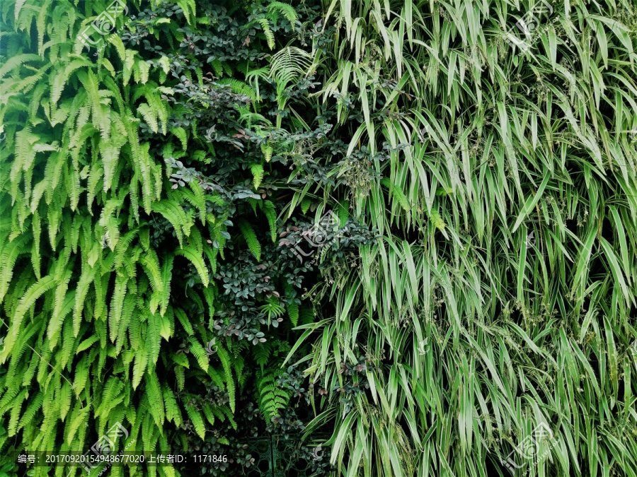 绿植墙,绿植物,绿叶,植物