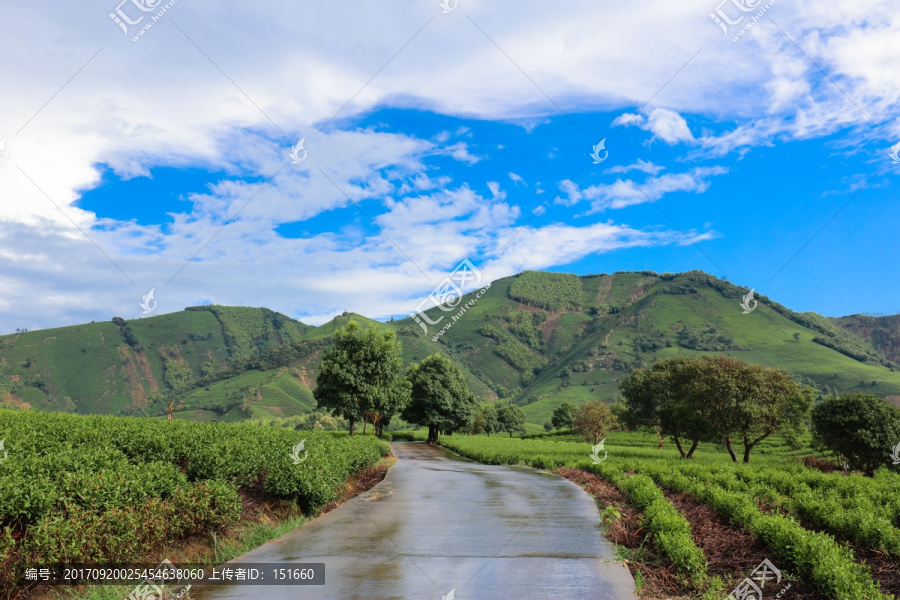 浙江安吉白茶茶山