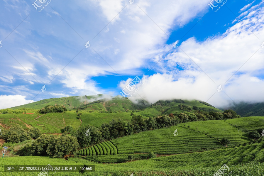 浙江安吉白茶茶园茶山