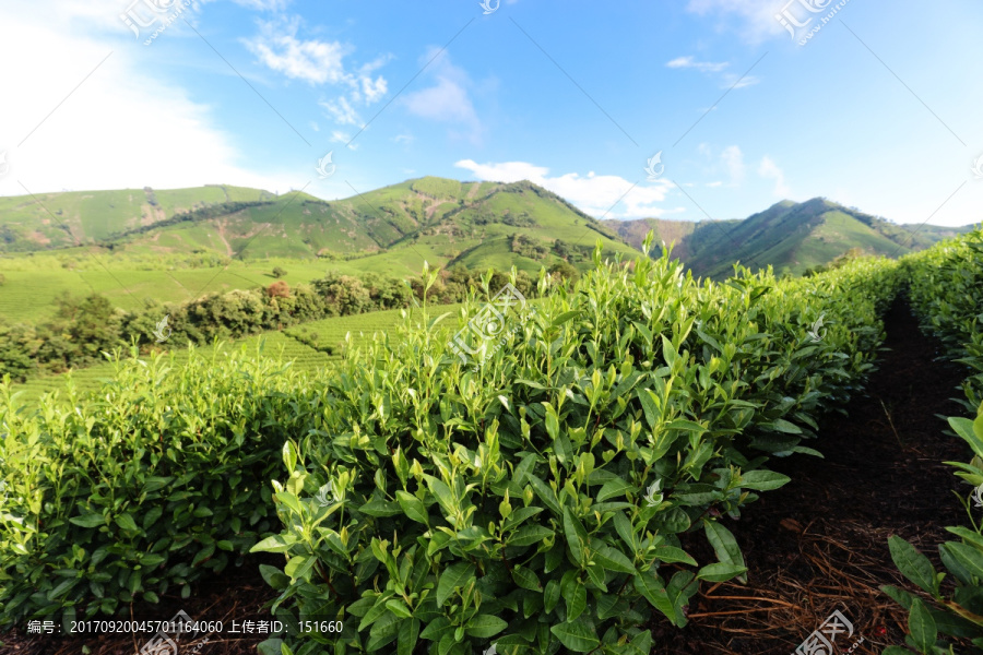 浙江安吉白茶种植茶山